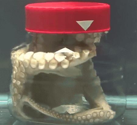 章鱼吃什么食物