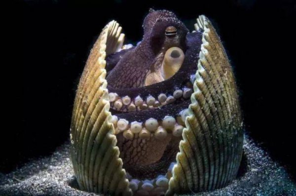 章鱼吃什么食物