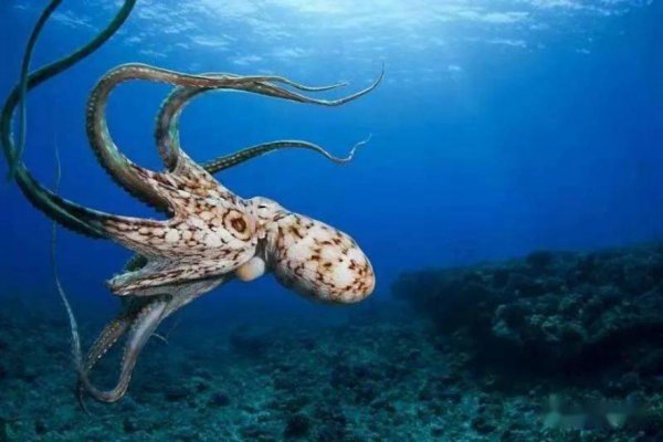 章鱼吃什么食物