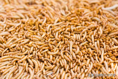 面包虫怎么养殖 养殖面包虫六个成活率高的小技巧