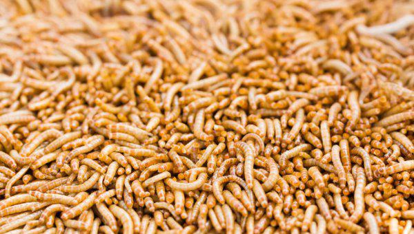 面包虫怎么养殖