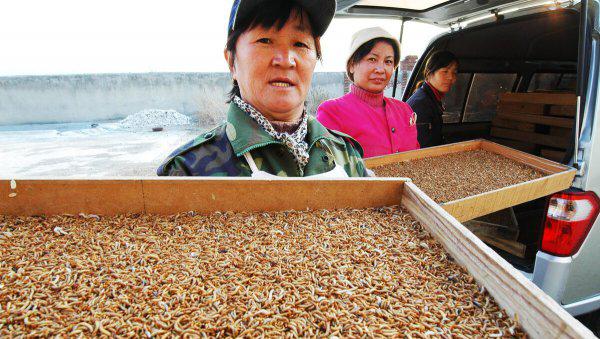 面包虫怎么养殖