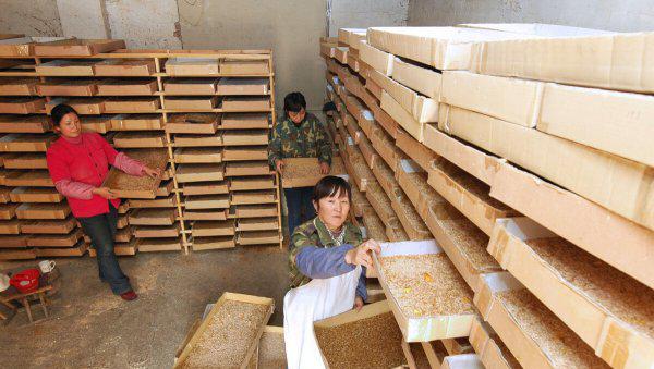 面包虫怎么养殖