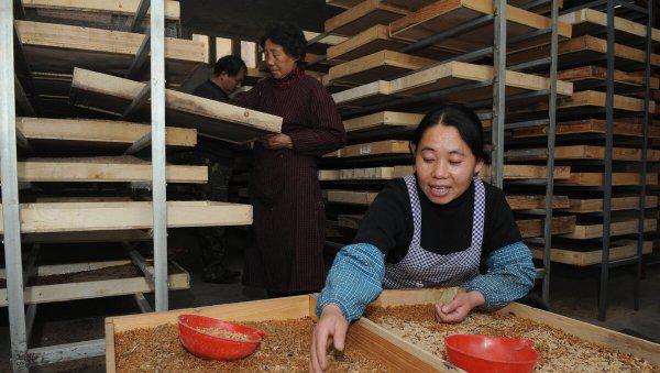 面包虫怎么养殖