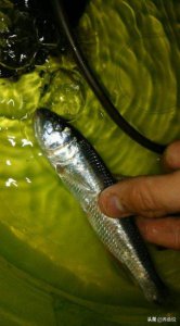 河里抓的小鱼怎么养活吃什么 野外抓回来的鱼怎么养不活