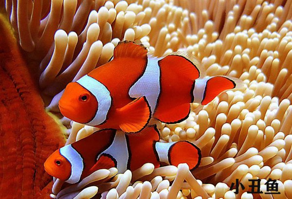 观赏海水鱼有哪些种类