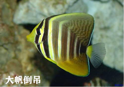 观赏海水鱼有哪些种类