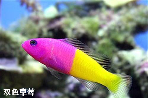 观赏海水鱼有哪些种类