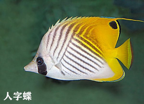 观赏海水鱼有哪些种类