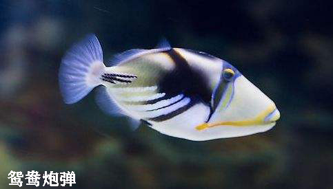 观赏海水鱼有哪些种类