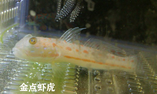 观赏海水鱼有哪些种类