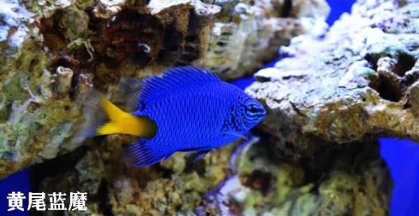 观赏海水鱼有哪些种类