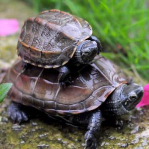 乌龟吃鱼吗会卡住吗 给乌龟喂食活鱼都有哪些危害