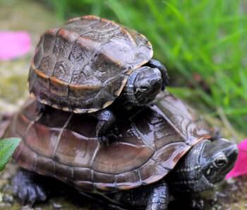乌龟吃鱼吗会卡住吗