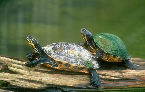 乌龟吃鱼吗会卡住吗