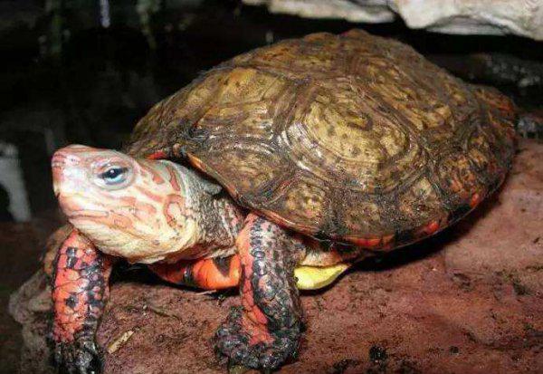 乌龟吃鱼吗会卡住吗