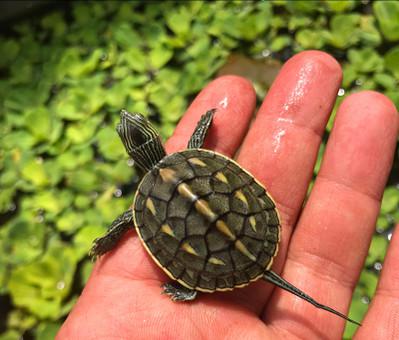 乌龟吃鱼吗会卡住吗