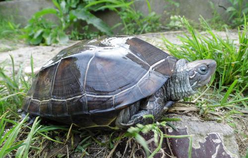 乌龟吃鱼吗会卡住吗