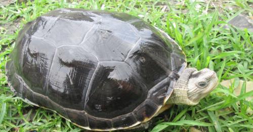 乌龟吃鱼吗会卡住吗