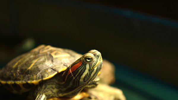 乌龟吃鱼吗会卡住吗