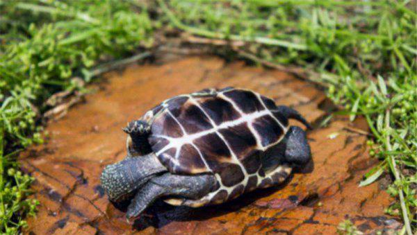 乌龟吃鱼吗会卡住吗