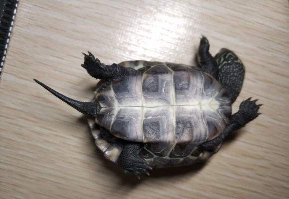 乌龟吃鱼吗会卡住吗