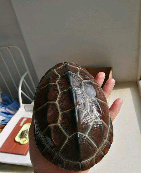 乌龟吃鱼吗会卡住吗