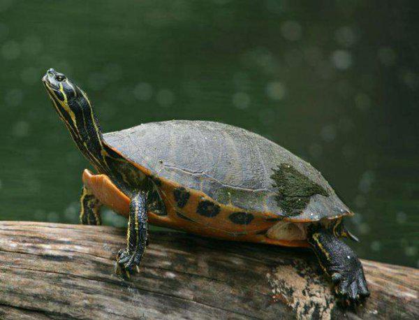 乌龟吃鱼吗会卡住吗