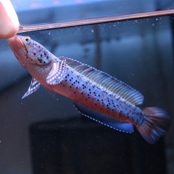 七彩雷龙鱼吃什么食物