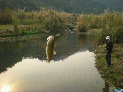 马口鱼怎么钓两种钓法 马口鱼的生活习性以及垂钓方法