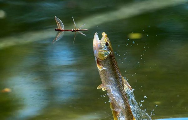 马口鱼怎么钓两种钓法