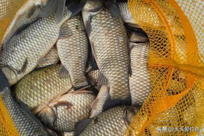 鲫鱼甩籽期间怎样钓 不同季节钓鲫鱼的方法有什么区别