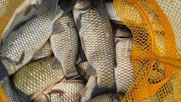 鲫鱼甩籽期间怎样钓