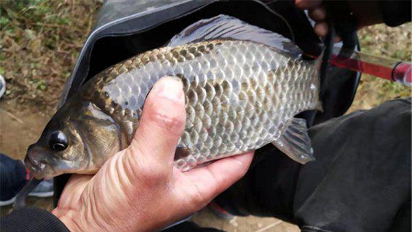 鲫鱼甩籽期间怎样钓