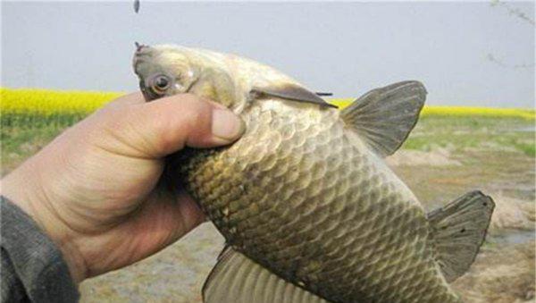 鲫鱼甩籽期间怎样钓