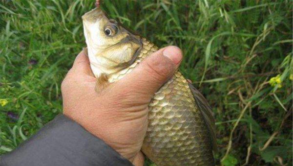 鲫鱼甩籽期间怎样钓