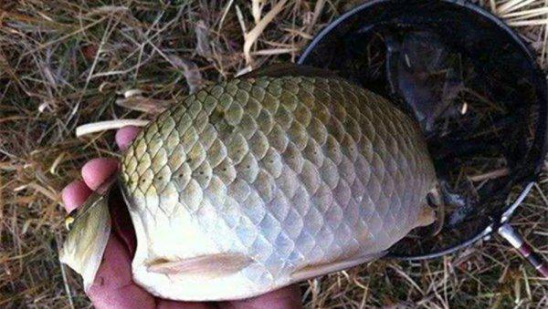 鲫鱼甩籽期间怎样钓