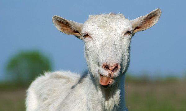 歧路亡羊的寓意和道理