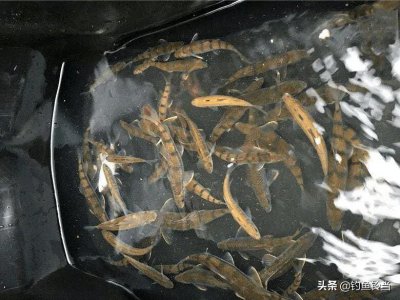 溪流石斑鱼怎么钓 溪流石斑鱼的生活习性及垂钓技巧