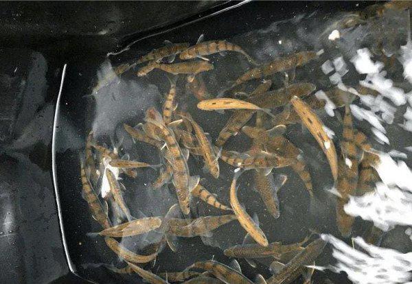 溪流石斑鱼怎么钓