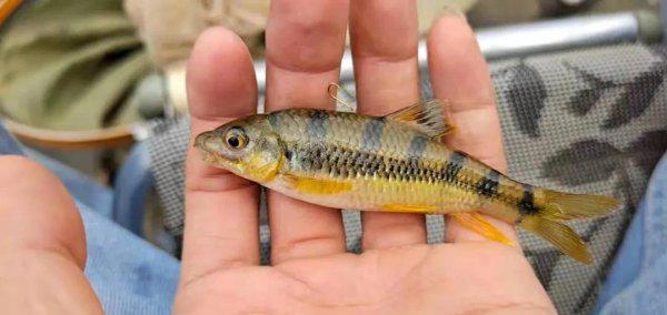 溪流石斑鱼怎么钓