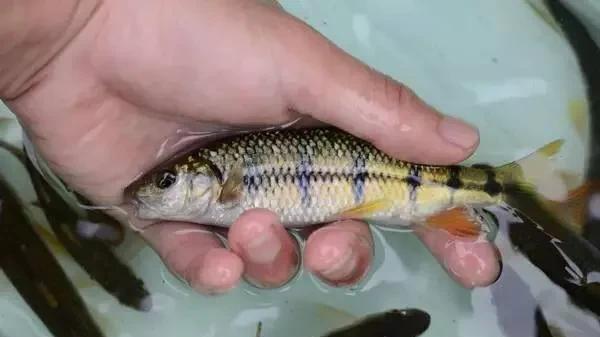 溪流石斑鱼怎么钓