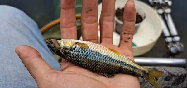 溪流石斑鱼怎么钓