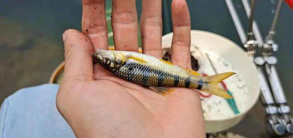 溪流石斑鱼怎么钓