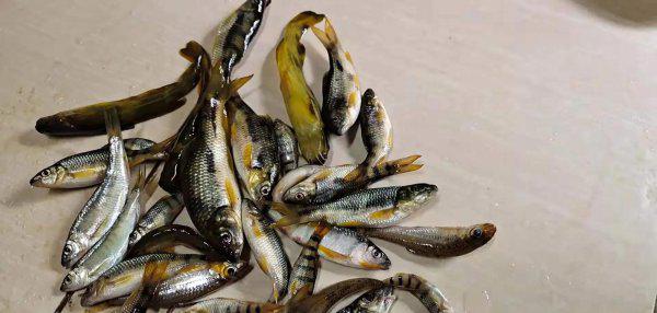 溪流石斑鱼怎么钓