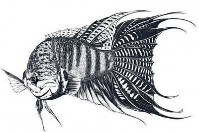 鱼缸过滤材料有哪些 六种最好的常见过滤材料推荐