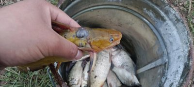 野钓什么天气鱼开口 哪几种天气野钓时鱼的胃口好