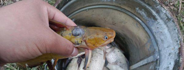 野钓什么天气鱼开口