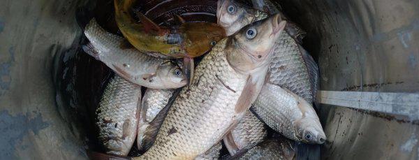 野钓什么天气鱼开口