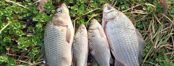 野钓什么天气鱼开口